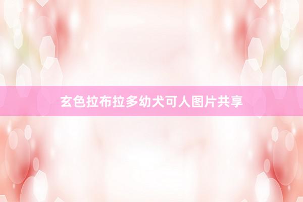 玄色拉布拉多幼犬可人图片共享